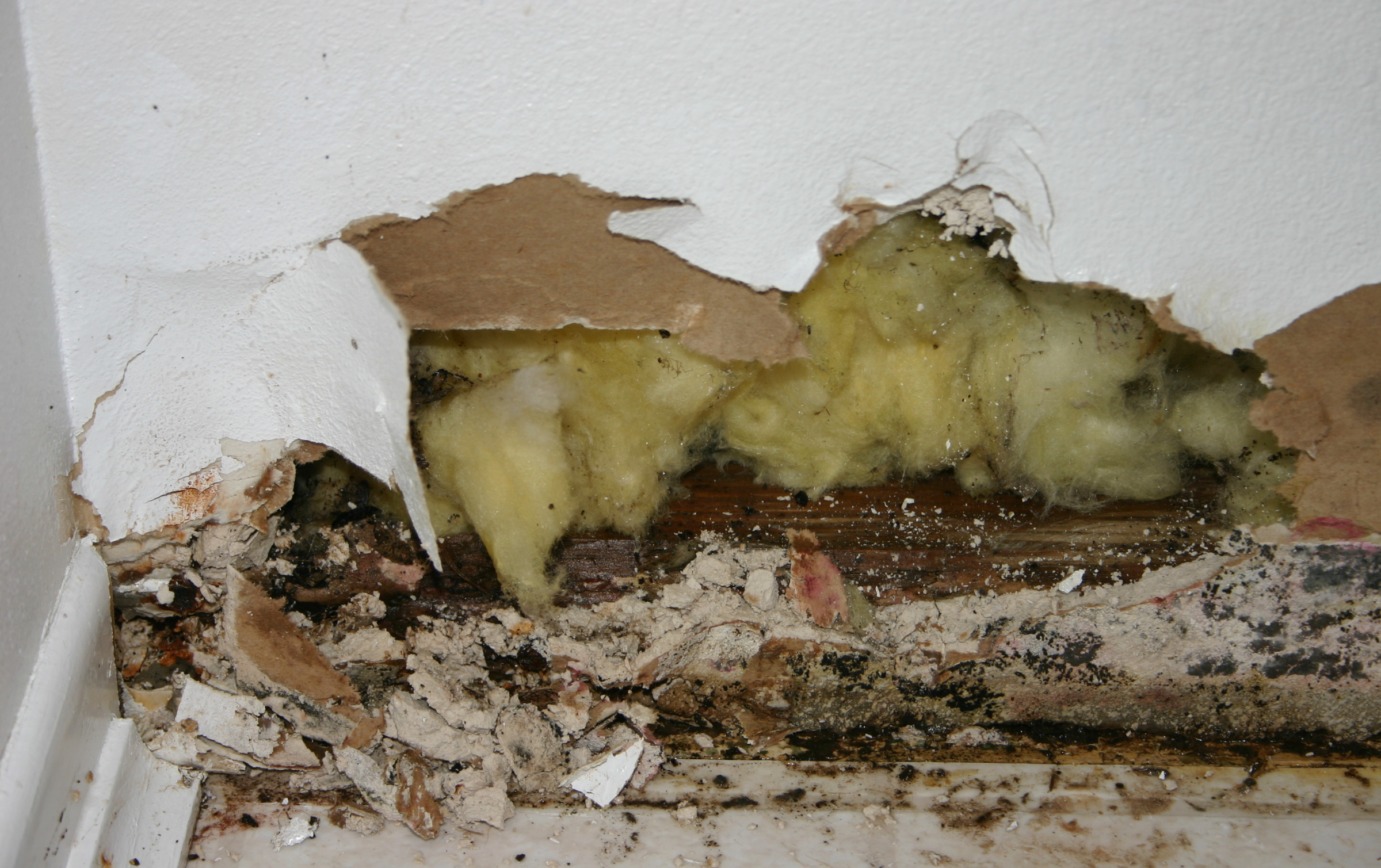 black mold and mildew in wall insulation