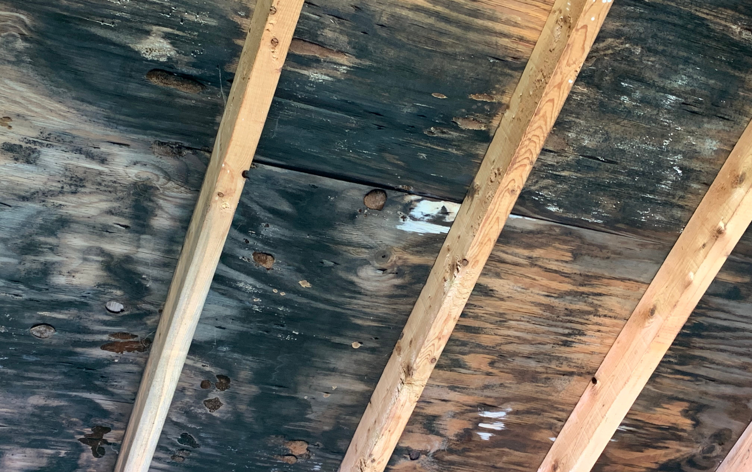 black mold in roof joists