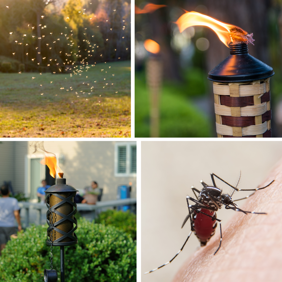 yard with mosquitoes, lit tiki torches in yard, mosquito on skin